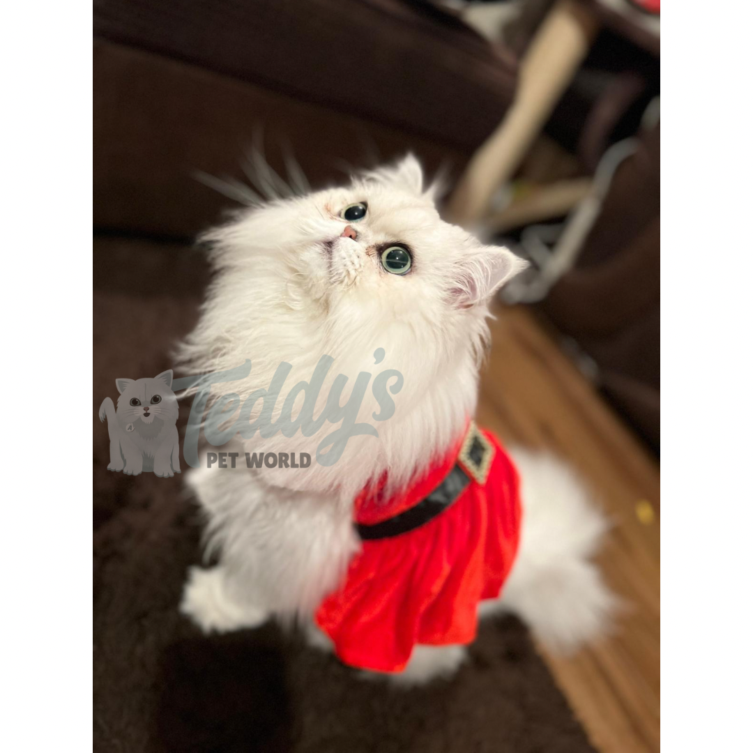 Santa Paws Dress