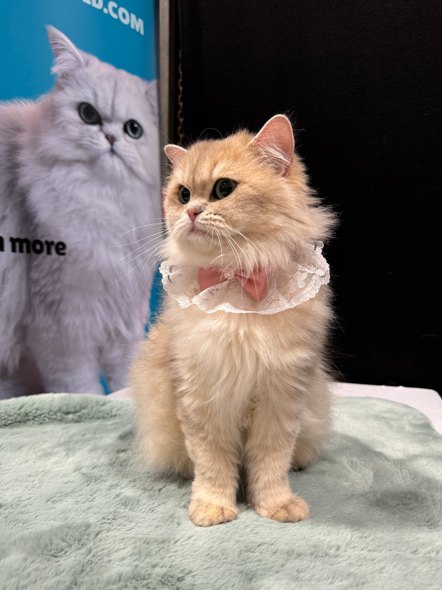 Lace Collar with Bow