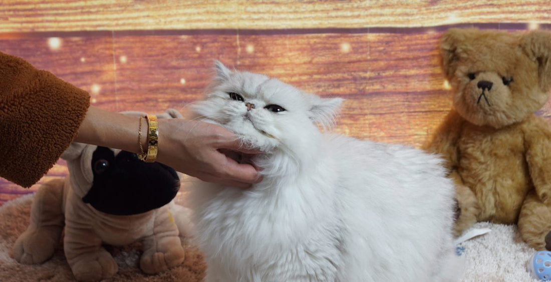 Welcome to Teddy’s Pet World